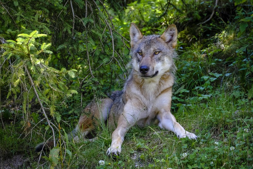 Wolf canus lupus, aufmerksam, captive, Gr