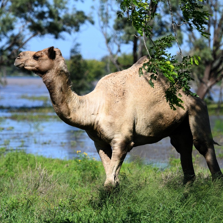 epa05886917 A camel stands next to a flooded paddock near Rockhampton, Queensland, Australia, 04 April 2017. Flood waters resulting from ex-cyclone Debbie are expected inundate parts of Rockhampton wi ...