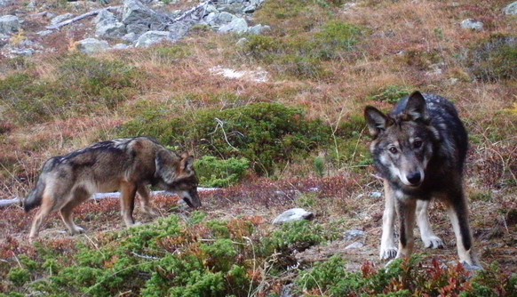 In einem abgelegenen Teil des Augstbordgebietes abseits von Siedlungen, Wanderwegen und Infrastrukturen ist es der Gruppe Wolf Schweiz (GWS) gelungen, das dortige Wolfsrudel mehrfach mittels Fotofalle ...