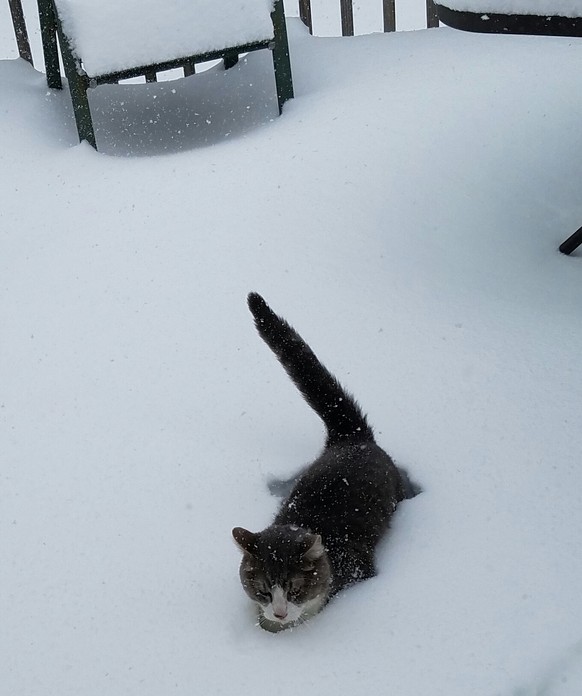 Katze im Schnee
https://imgur.com/gallery/kUFQt