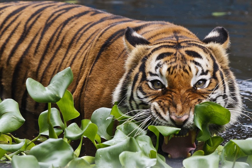 epa04713096 &#039;Panthera Tigris Jacksoni&#039;, also known as a Malayan tiger, at the National Zoo outside Kuala Lumpur, Malaysia, 20 April 2015. EPA/FAZRY ISMAIL