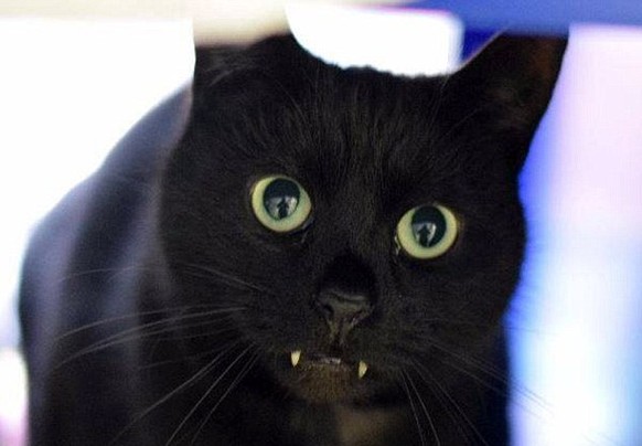 Schwarze Katze Vampir