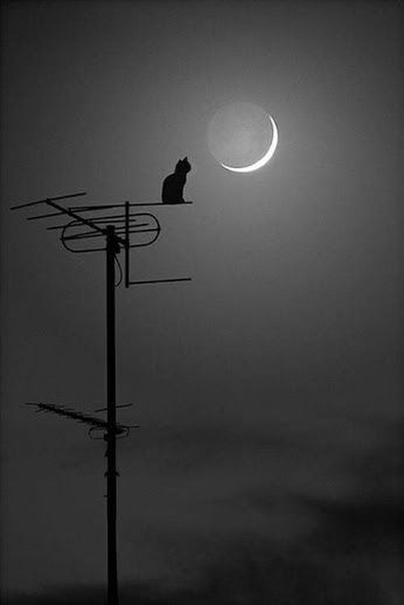 Katze sitzt auf Antenne