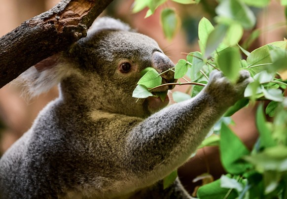 epa07850166 A koala eats in his enclosure in Dresden Zoo in Dresden, Germany, 18 September 2019. EPA/FILIP SINGER