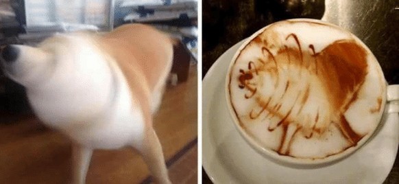 Hund und Kaffee.
Cute News
https://awwmemes.com/i/19622716