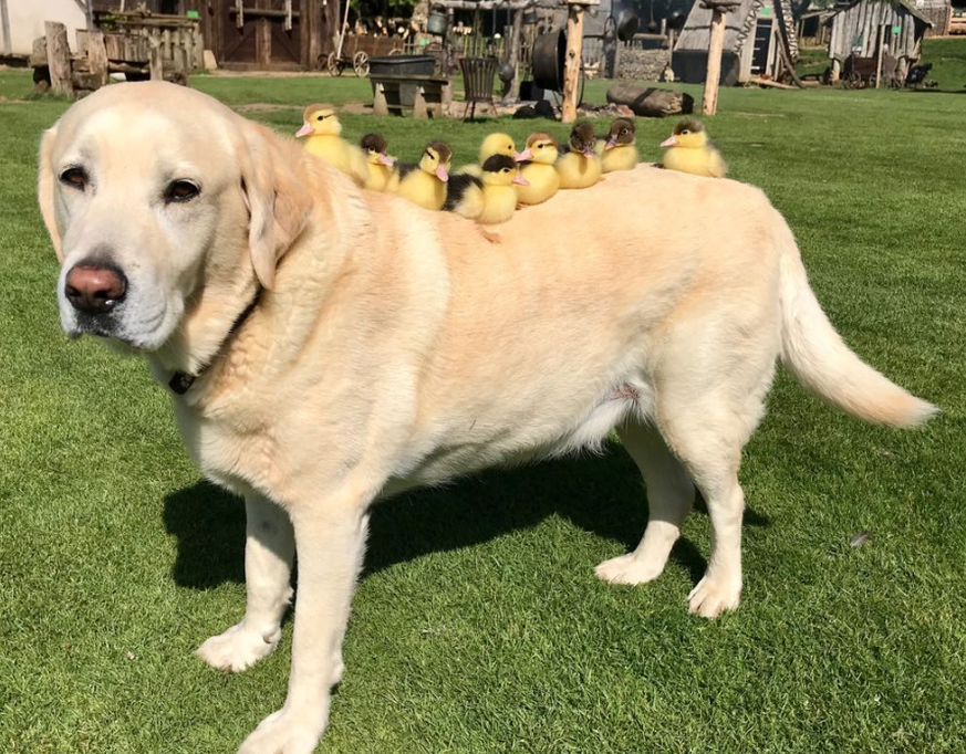 Labrador Fred mit seinen Baby-Enten.&nbsp;