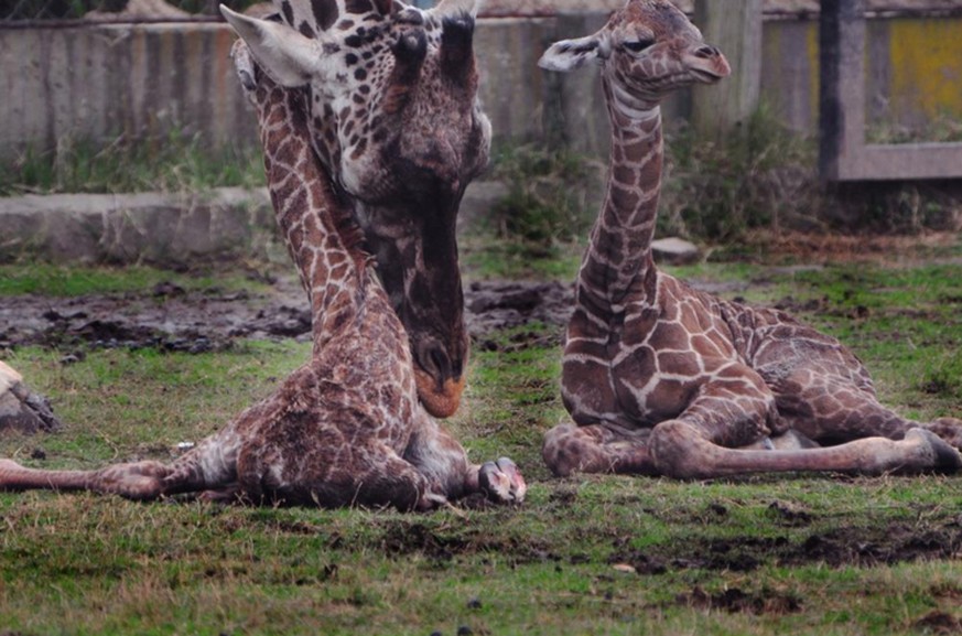 Giraffenmutter Jackie mit ihren zwei Kälbern.