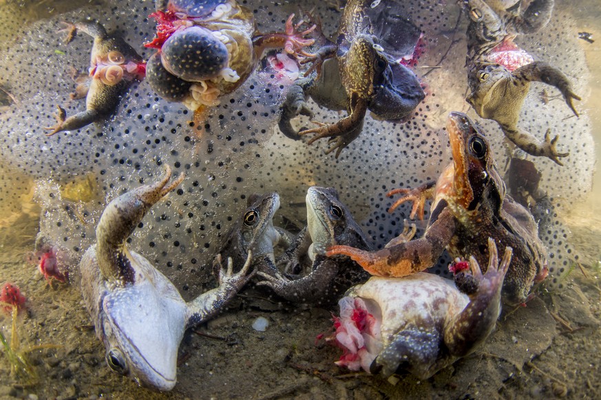 In this image released by the World Press Photo Foundation Thursday April 11, 2019, titled &quot;Harvesting Frogs&#039; Legs&quot; by Bence Mate which was awarded first prize in the Nature, Singles, c ...