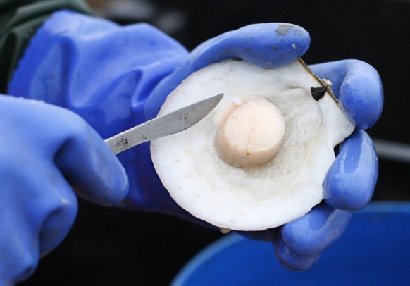 FILE - In this Dec. 17, 2011 file photo, scallop meat is shucked at sea on opening day off Harpswell, Maine. Maine’s fishing regulators say the state’s scallops have surged to a record high price at t ...