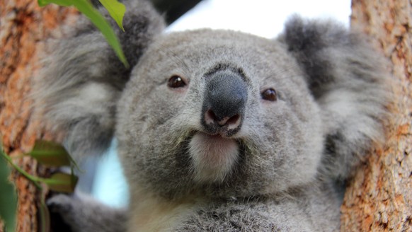 epa04562064 An undated handout picture made available by the Taronga Conservation Society Australia on 16 January 2015 shows koala joey Holly, at Taronga Zoo in Sydney, Australia. The poor eyesight of ...