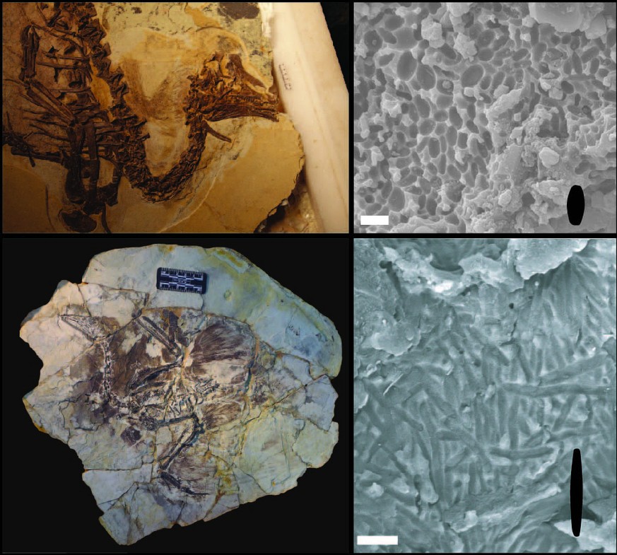 Zwei Fossilien aus China: Der gefiederte Dinosaurier&nbsp;Beipiaosaurus&nbsp;(oben) aus der Kreidezeit (145 – 66 Mio. Jahre v.u.Z.) weist die runderen Melanosome auf, die auch bei heute lebenden Eidec ...