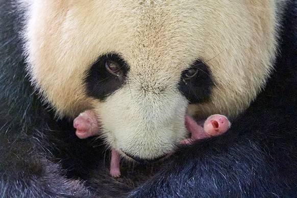 Seltener Nachwuchs in einem Zoo in Frankreich: Das Riesenpanda-Weibchen Huan Huan im Zoo von Beauval im Zentrum des Landes hat Zwillinge zur Welt gebracht.