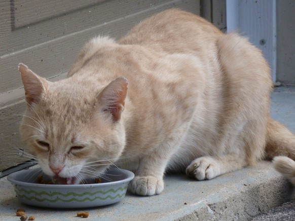 Katze beim Essen

https://pixabay.com/de/katze-abkommen-essen-buff-katzen-433017/