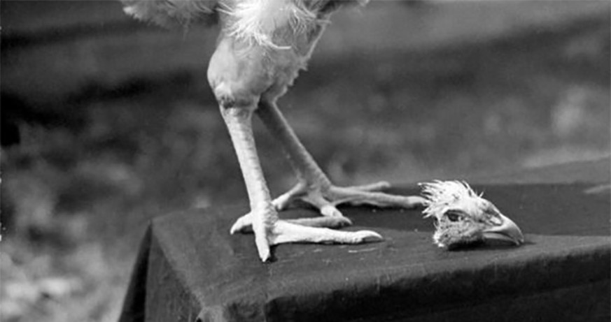 mike the headless chicken das huhn der hahn der 19 monate ohne kopf weiterlebte https://www.vozpopuli.com/marabilias/cultura/Historia-Curiosidades-estados_unidos_0_707329263.html
