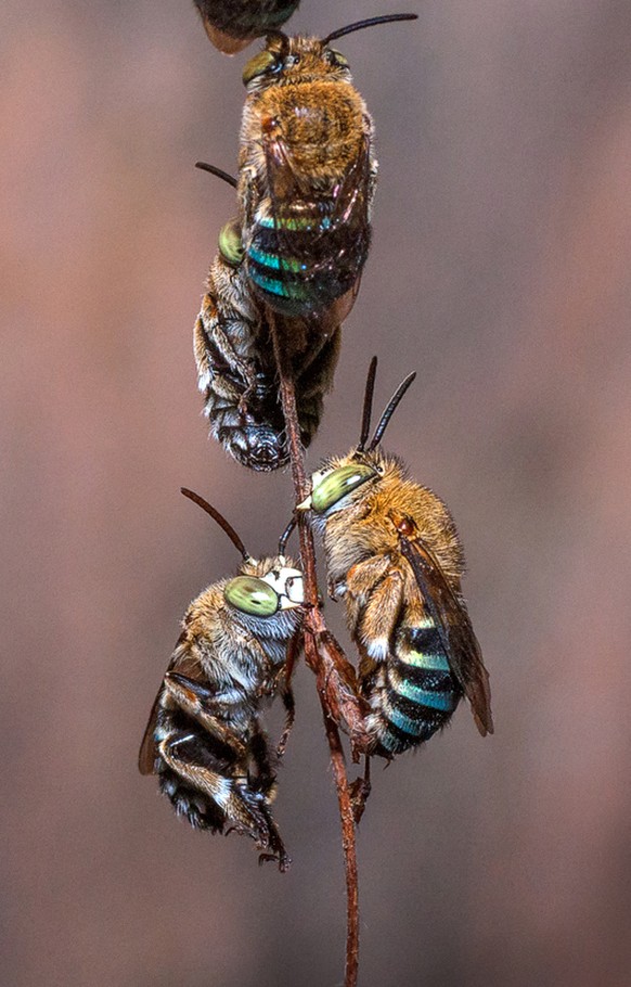 Amegilla cingulata, blaugebänderte Pelzbiene