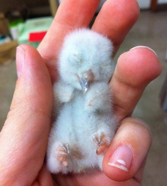 Ihr dürft gerne in der Kommentarspalte raten, was das für ein Vogel sein könnte.