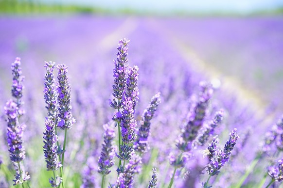 https://pixabay.com/de/lavendelbl%C3%BCte-lila-violett-1595581/