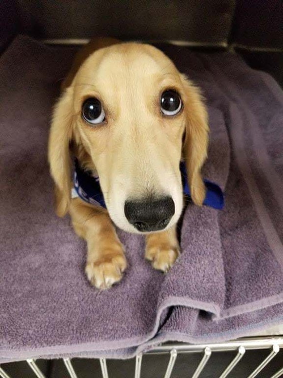Herzigster Hund ever!
Cute News
https://imgur.com/gallery/vENYBaB