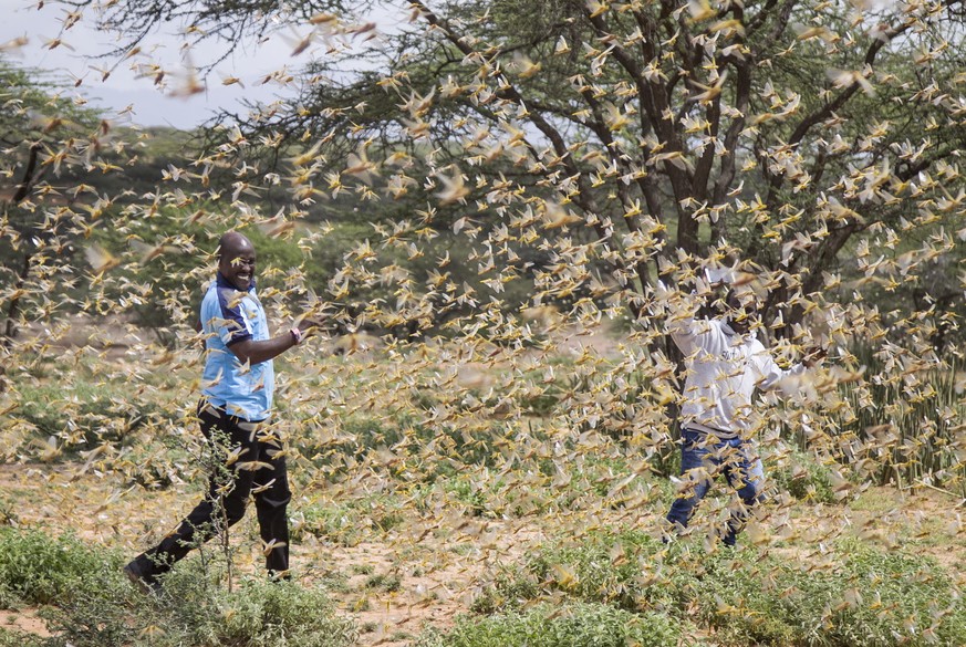 In this photo taken Thursday, Jan. 16, 2020, two Samburu men who work for a county disaster team identifying the location of the locusts, are surrounded by a swarm of desert locusts filling the air, n ...