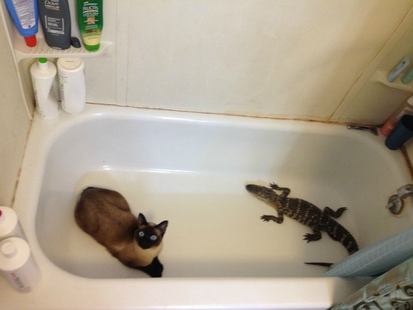 Katze mit Krokodil in der Badewanne.

http://imgur.com/gallery/t8eUCrn