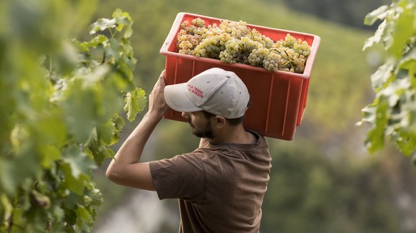 ARCHIV --- ZUR REKORD-WEINLESE 2018 STELLEN WIR IHNEN FOLGENDES BILDMATERIAL ZUR VERFUEGUNG, AM DIENSTAG, 12. MAERZ 2019 --- Winemaker Regis Bagnoud carries a crate full with grapes of Humagne Blanche ...