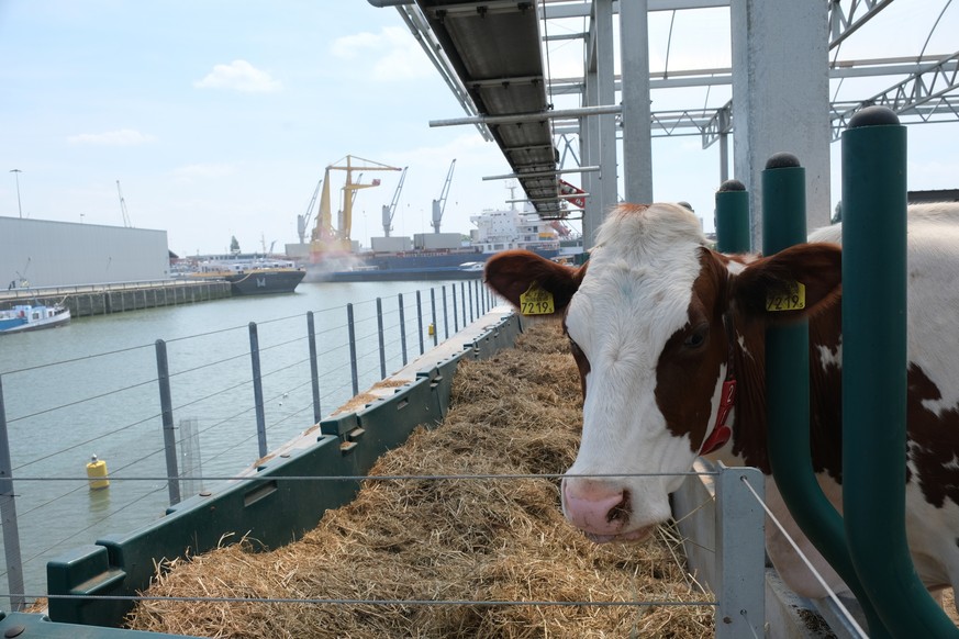 In this photo taken Monday, June 24, 2019, one of the inhabitants of a futuristic three-storey floating dairy farm moored in Rotterdam harbour, Netherlands. The floating farm has one robot that milks  ...
