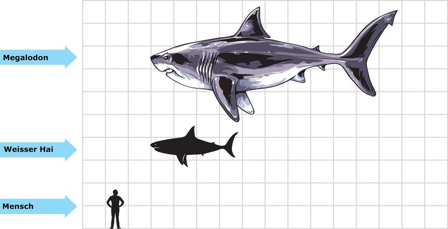 Megalodon, Weisser Hai und Mensch im Grössenvergleich.
A scale diagram showing the Great White shark compared to size of giant Megalodon shark.