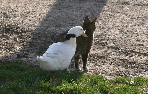 Ente und Katze sind beste Freunde

http://www.backyardchickens.com/t/327652/duck-with-a-feline-best-friend-lol-pics