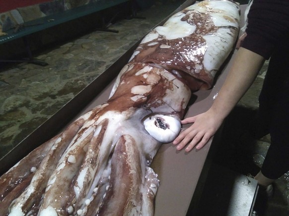 epa05576411 Handout photograph released on 08 October 2016 by Coordinating Commitee for Study and Protection of Marine Life (CEPESMA) showing a 105-kilo baby giant squid found by residents on the Bare ...