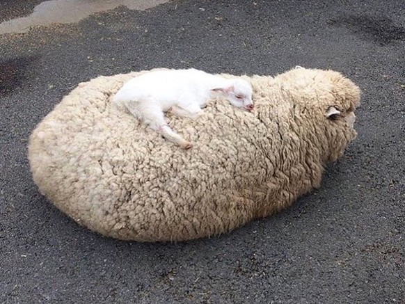 Schafbaby schläft auf Mutter.
https://imgur.com/t/aww/jE6WC
Cute News