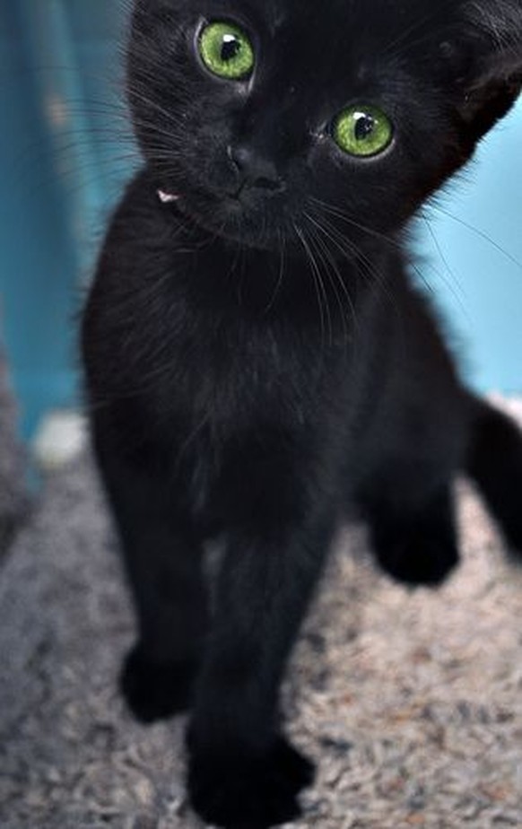 Neugierige, schwarze Katze
