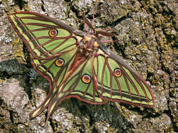 Graellsia isabellae.