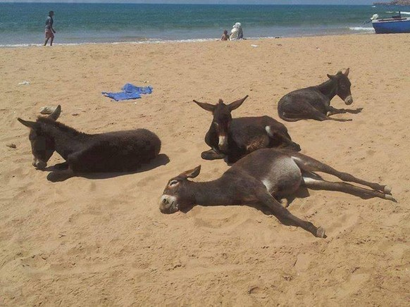 Esel liegen am Strand.
Cute News
https://imgur.com/gallery/Y9UnLqI