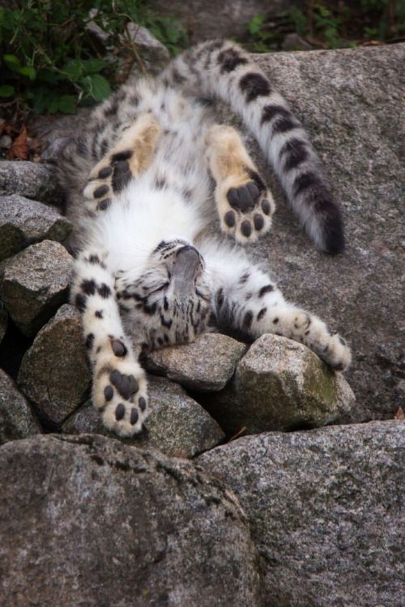 Schneeleopard schläft auf Steinen