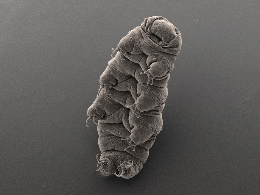 This undated image released by Bob Goldstein and Vicki Madden taken with an electron microscope, shows a micro-animal &quot;tardigrade&quot; also known as a water bear, at the UNC in Chapel Hill, N.C. ...