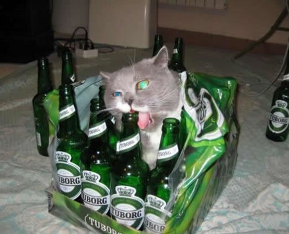 alkohol katze
http://winegifted.com/wp-content/uploads/2015/10/Box-Cat.jpg