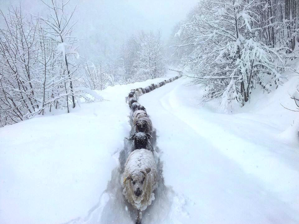 Schafe im Schnee. So cool. Geh weg Lina, das ist mein Bild!!!
Cute News
https://imgur.com/gallery/r9svZIz