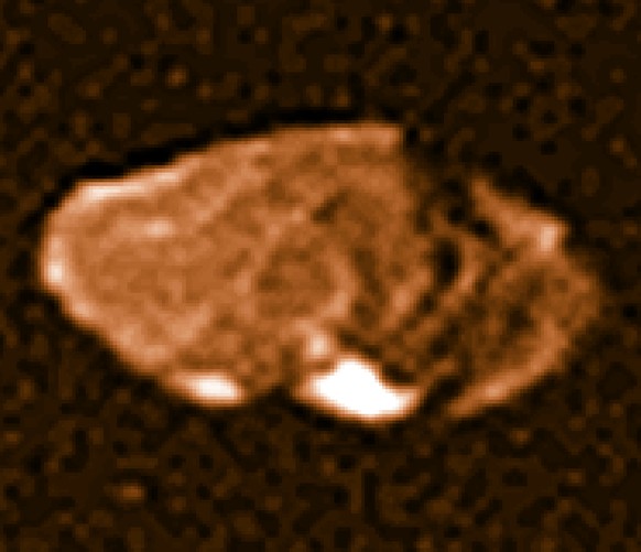 Etwas unscharf: Die Raumsonde Voyager 1 fotografierte 1979 den rötlichen Jupitermond Amalthea.