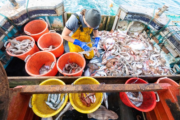 epaselect epa08815530 Crew member Nathan Harman sorts fish following the first catch of the day on board the fishing trawler &#039;About Time&#039; in the English Channel, off the south coast of Newha ...