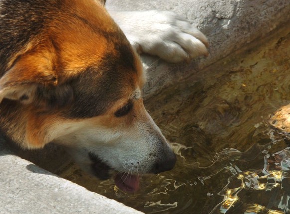 Mit durstigen Hunden haben die oft heissen Hundstage nichts zu tun. (Archivbild)