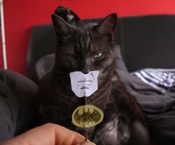 Batman-Katze

http://i.imgur.com/9tJc50u.jpg
