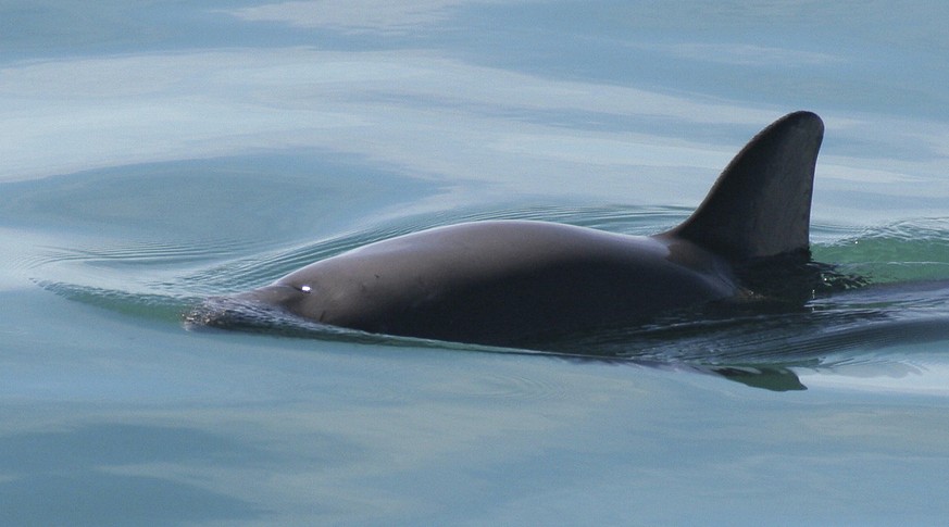 This undated photo provided by The National Oceanic and Atmospheric Administration shows a vaquita porpoise. On Thursday, July 26, 2018, a judge ordered the U.S. government to ban the import of seafoo ...