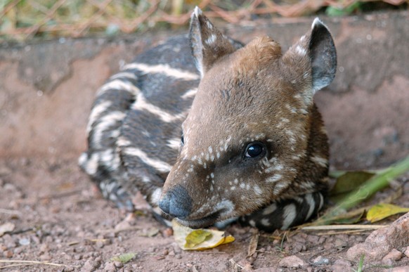 Baby-Tapir, Tape
Cute News
http://imgur.com/gallery/sFKW3sb