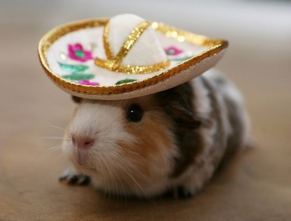 Hamster
https://imgur.com/gallery/eDhYt
Cute News