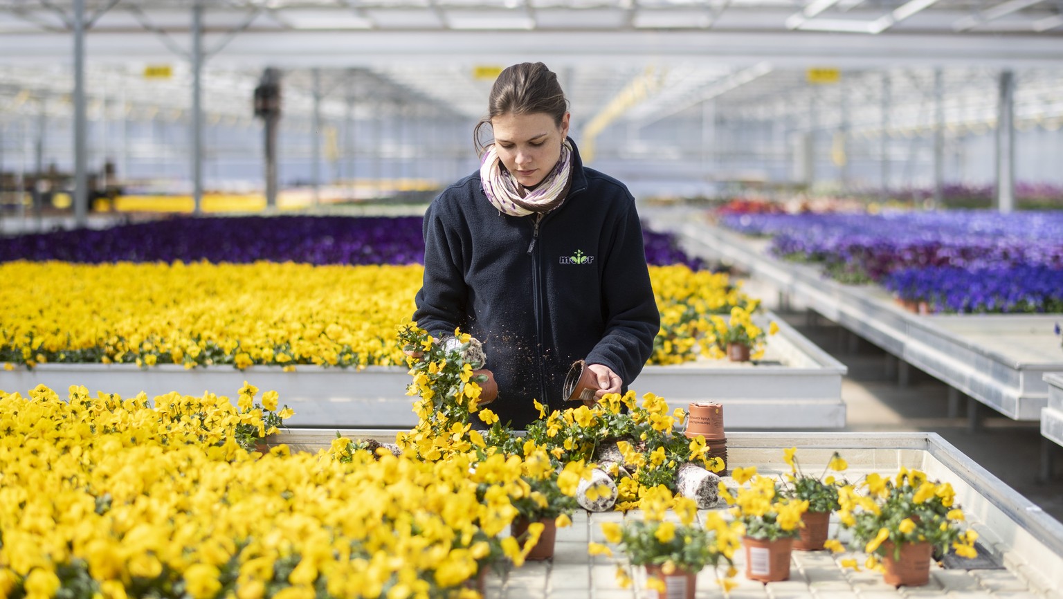 Anita of the nursery &quot;Meier&quot; disposes and composts the cultivated flowers and seedlings that could not be sold during the coronavirus disease (COVID-19) outbreak, in Neftenbach, Switzerland, ...