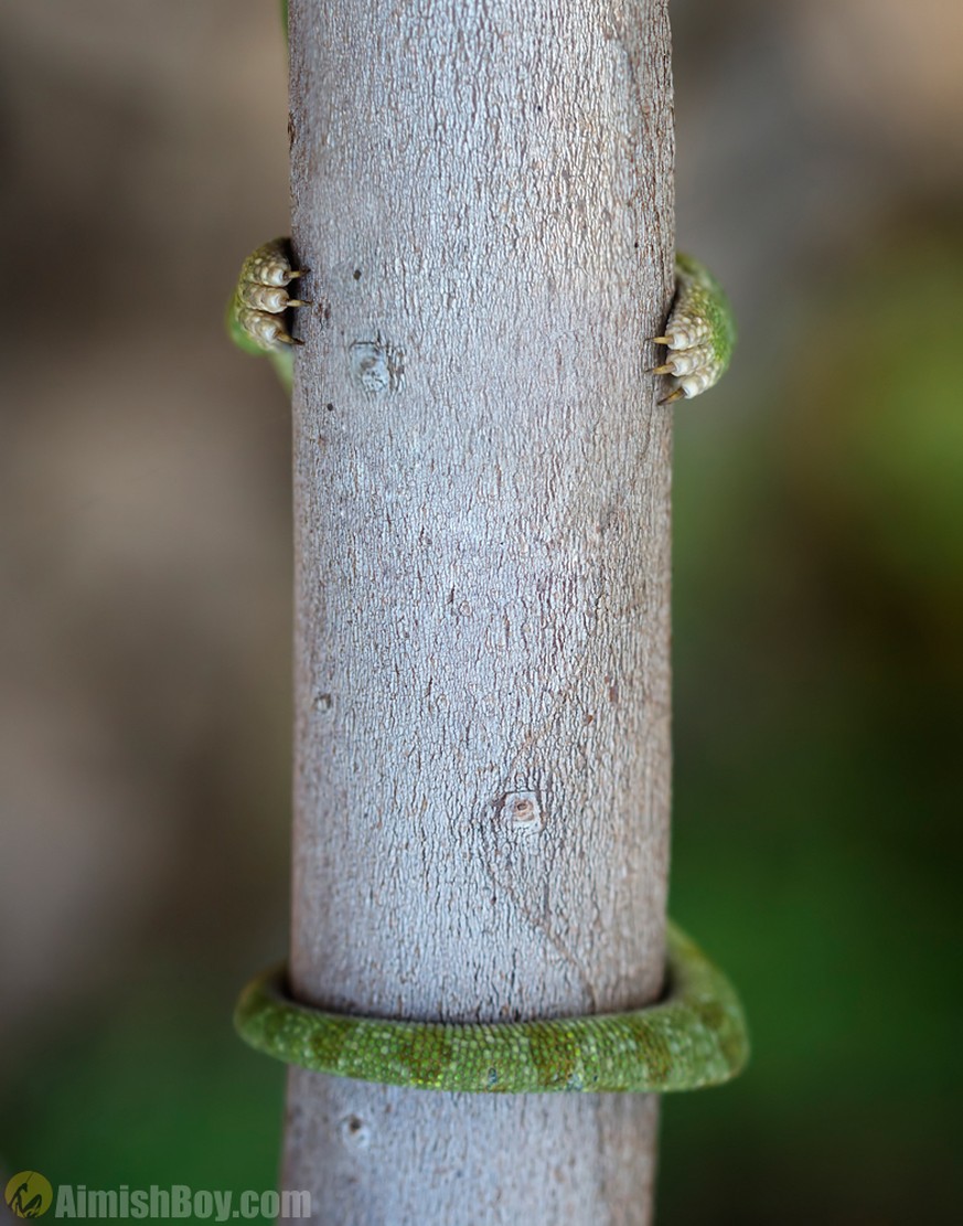 The Comedy Wildlife Photography Competition 
Nadav Bagim
Tel-Aviv
Israel

Title: Hide and Seek
Caption: A tiny chameleon who didn&#039;t quite understand how its camouflage mechanism suppose to work.
 ...