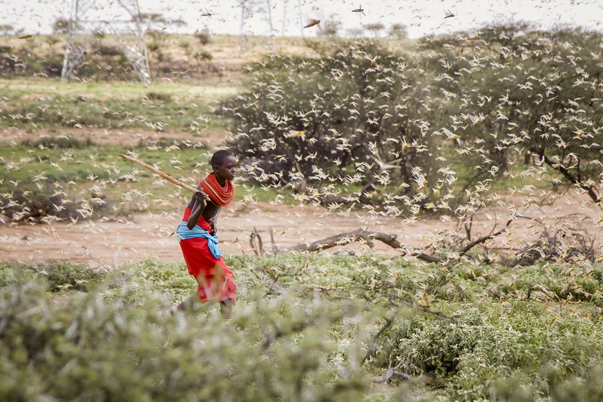 In this photo taken Thursday, Jan. 16, 2020, a Samburu boy uses a wooden stick to try to swat a swarm of desert locusts filling the air, as he herds his camel near the village of Sissia, in Samburu co ...