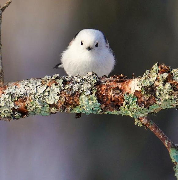 Schwanzmeise Cute News Tier der Woche