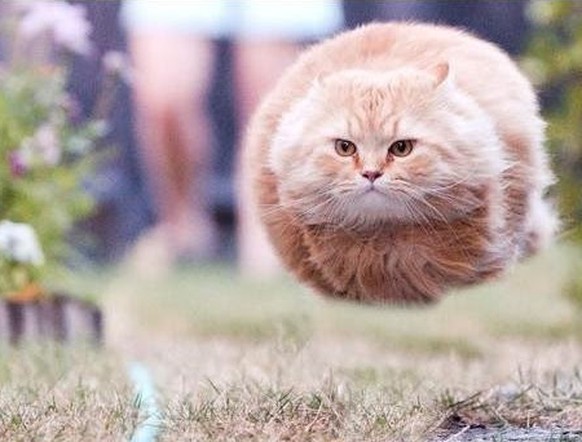 Super fluffige Katze fliegt wie ein Ballon