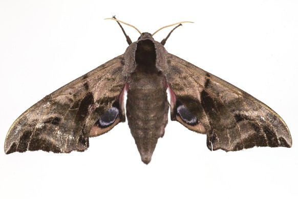 LONDON, UNITED KINGDOM - JUNE 22: An Eyed Hawk Moth is pictured on June 22, 2014 in London, England. This weekend saw the annual Moth Night where moth recorders, lepidopterists and moth enthusiasts ac ...